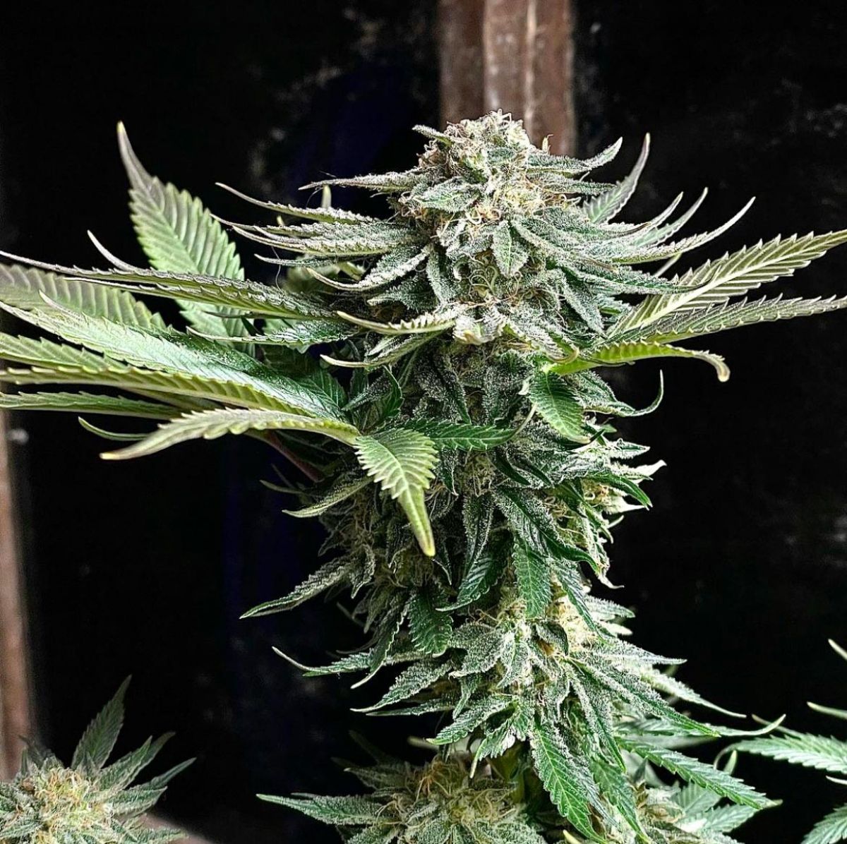 jilly glue