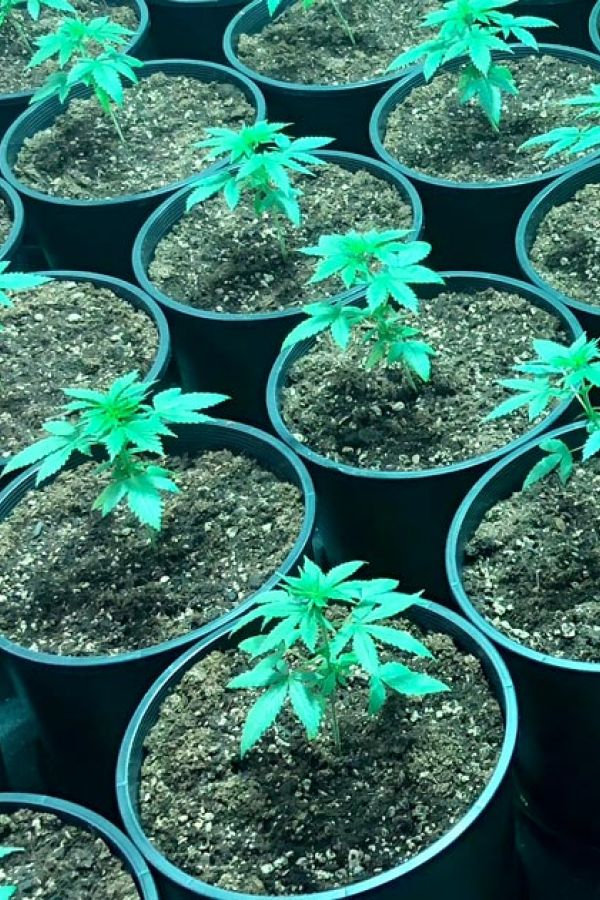 cultivating cannabis