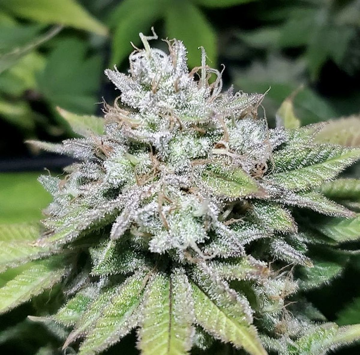 jilly glue