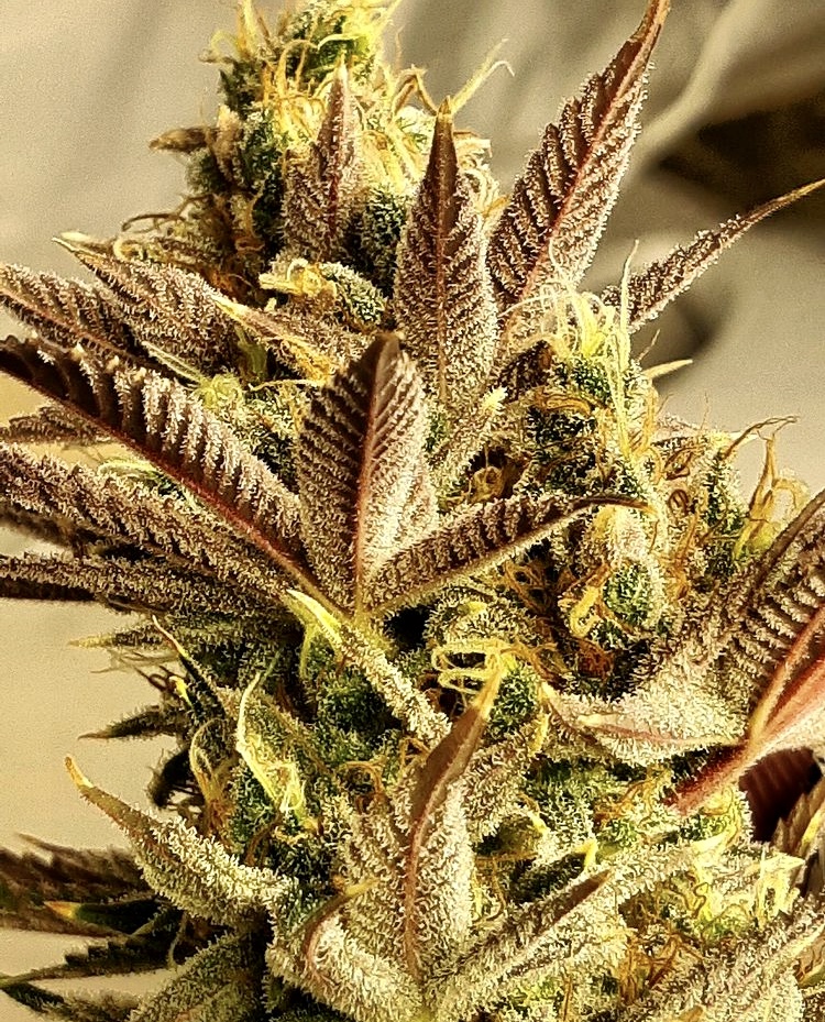 Jilly Bean Lime MzJill TGA